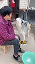 微量元素吃着  还是吃粑粑 真愁人哈士奇