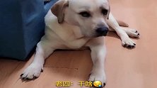 狗狗老四上课犯迷糊被赛文揍，老四：说多了都是泪啊！太逗了！