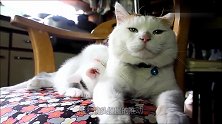 小猫咪依偎在大猫咪身边，不停地舔舐着猫咪的毛发，画面令人暖心