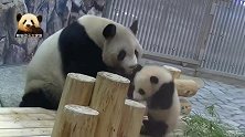 可爱的熊孩子再会撒娇，也动摇不了熊猫妈妈当“哲学家”的决心