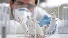 科学家总是用“小白鼠”做实验，难道是因为成本低？看完明白了
