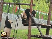 3个好姐妹嬉戏打闹，好不快活，熊猫思嘉尽显调皮本色