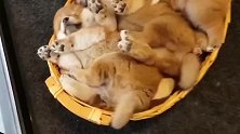 柴犬妈妈和它的三只小奶狗，胖嘟嘟的挤在一个篮子里睡觉
