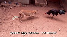 鸡和狗打完架后，主人把鸡宰了，接下来狗狗把全家人逗乐了