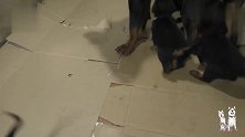 一窝小罗威纳刚满月，家里就乱了套了