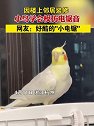 浙江杭州：因楼上邻居装修，小鸟学会模仿电锯音