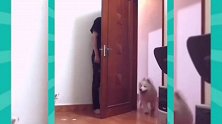 爆笑时刻：别跟狗玩捉迷藏，你会后悔的，哈哈哈