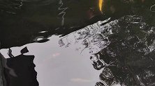 在秦岭终南山养了10年的中华鲟会是什么样子？抽干鱼塘换水看看