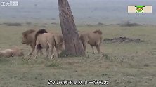 5头雄狮攻击一头老狮王，结果会怎样？镜头拍下全过程