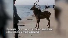 网传梅花鹿踱到海边顶撞钓鱼人，大连官方：野生的，遇到请避开