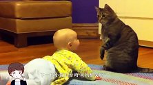 爸爸命令小猫照顾宝宝，下一秒小猫的举动，爸妈都笑喷了