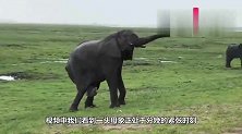 小象在雨中诞生，妈妈来不及休息，一直陪伴左右