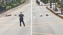 新加坡警察封锁交通 让16只水獭安全过马路