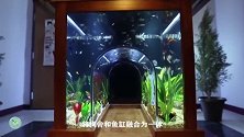 天马行空的设计，将狗舍和鱼缸完美融合，既好看又实用