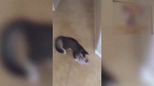你这只猫咪真是太皮了，看这张牙舞爪的样子，真是搞笑！