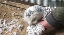 猫头鹰下了一窝鸟蛋，主人伸手要去摸，猫头鹰不让！