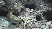 世界最耐热虾，能在火山附近活动，网友愁人，这可怎么煮熟
