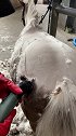 带500多斤的小pony去脱毛马 宠物美容 尼寇是匹马