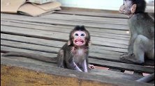 小猴子对着主人做鬼脸