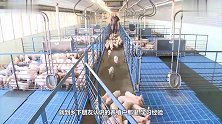 男子考察养猪场，突然觉得有头猪不太对劲，吓得出门后偷偷报警