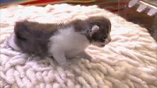 可爱的小猫一只小猫想从圆桌上下来，下来之后的模样好萌啊！