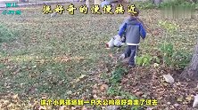 熊孩子追赶小鹅，没想到转角遇到了鹅妈妈，网友称：冤家路窄