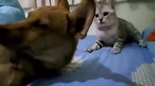 狗狗向猫咪示好，反被误解成挑衅，结果被猫咪围攻