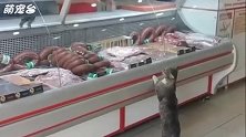 聪明的流浪猫，饿了就到商店讨食，礼貌的用爪子轻拍冷柜