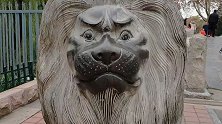 好家伙！济南动物园石狮子都被摸出包浆了 萌娃：不文明！