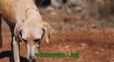 这条骨瘦如柴的狗狗无水无食可吃，但依然忠诚的看家