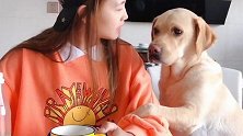女主人喝饮料用大杯子给拉布拉多用小杯子，拉布拉多：不公平！