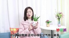 家里养花有技巧，学会这一招，叶绿花又多，好养好管理，太实用了