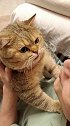 猫：如果我有罪，法律会制裁我，而不是让你拿嘴熏我！当你亲吻宠物额头
