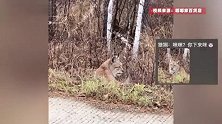网友大兴安岭自驾游偶遇野生猞猁，看到车经过也不躲开