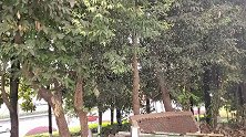 重庆：密恐!飞蛾漫天居民不堪其扰，罪魁祸首是这种树？