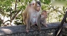 小猴子很听话，知道母亲手有残疾，自己就坐在妈妈身边，绝不乱跑