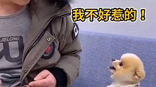 富贵这是学钱多多，躺在沙发上不起来了，这是彻底讹上主人了