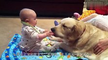 让哈士奇看护宝宝，一发现宝宝在哭泣，二哈反应让人笑喷