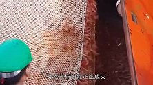 繁衍速度令人瞠目结舌的虾，每年被吃掉2亿吨，依旧“泛滥成灾”