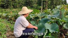 农村随处可见的荷叶，用来做糯米鸡正合适，不到酒店也能吃上美食