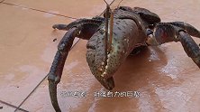 会开椰子的椰子蟹，破坏力惊人，一招夹开椰子！犹如一只巨型蜘蛛