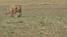 年轻雄狮被2头地主雄狮追赶至口吐白沫：快跑，要不就没命了