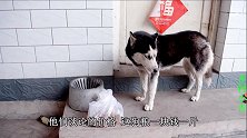 二哈嫌小吉买的狗粮便宜，竟躺到地上装病撒谎狗粮有毒，可真奸诈