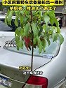 福建福州：小区停车场闲置轿车后备箱长出一棵树