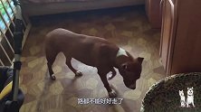 斗牛犬做错事被女主人骂，看表情就知道这事不小