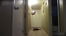 小猫抓住丝带，直接把气球拉了下来，真是惊奇！