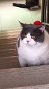 听说这只猫能打气，所以变得圆滚滚