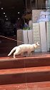 猫：不就是太空舞步么，我也会！