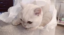 是不是所有猫咪对纸袋都毫无抵抗力，钻进去就不想出来