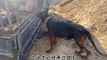 实拍狗市上的护卫犬，是看家护院的好帮手，养了它小偷都不敢上门